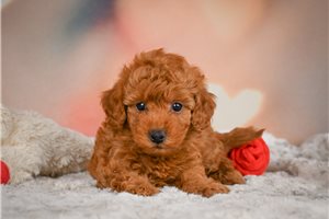 Lucian - Miniature Poodle for sale