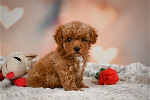 Rachel - puppy for sale