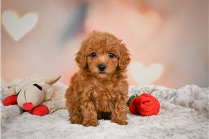 Reba - puppy for sale
