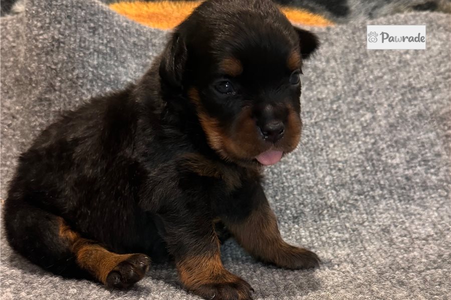 Elora - Rottweiler for sale