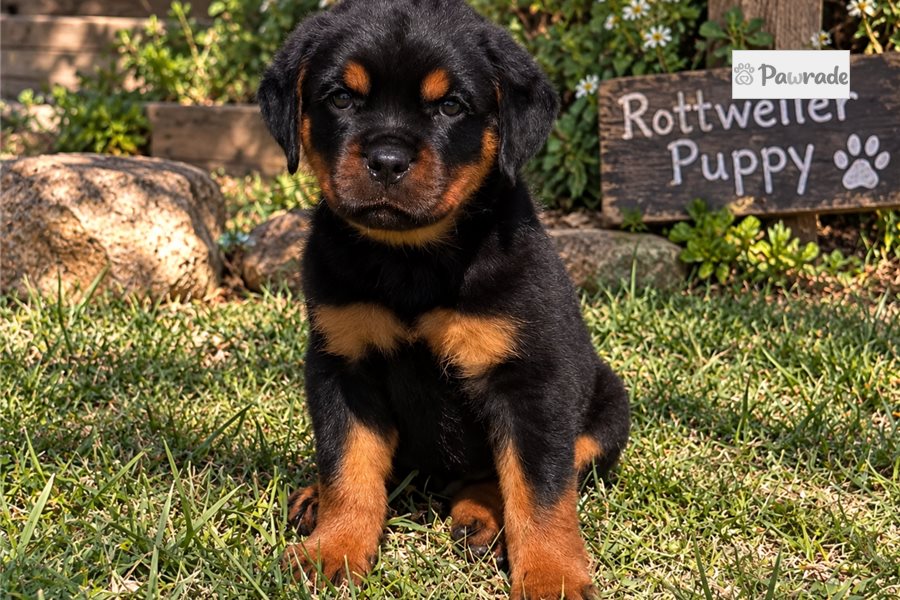 Evie, female Rottweiler puppy for sale