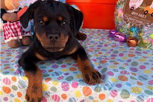 Derek - puppy for sale