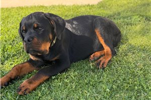 Carter - puppy for sale