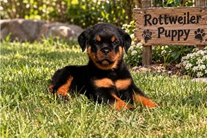 Emerson, a Rottweiler puppy