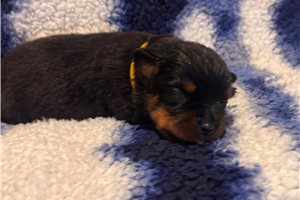 Erin - Rottweiler for sale