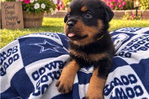 Erin - Rottweiler for sale
