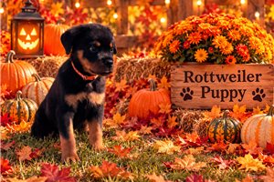Erin - Rottweiler for sale