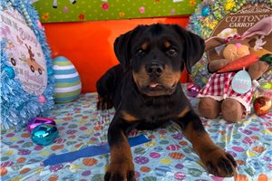 Dawn - Rottweiler for sale