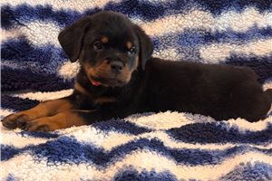 Donnie - Rottweiler for sale