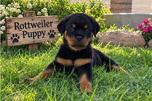 Erin - Rottweiler for sale