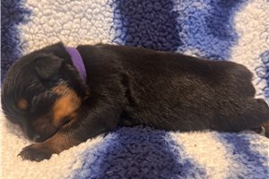 Evie - Rottweiler for sale