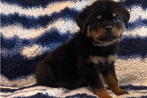 Dillon - puppy for sale