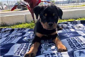 Drucilla - Rottweiler for sale