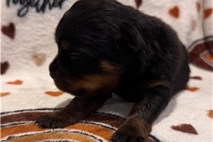 Elora - Rottweiler for sale