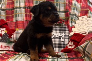 Dana - puppy for sale