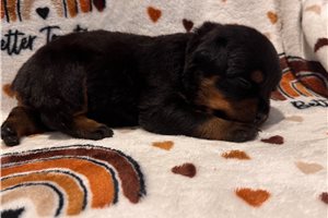 Evie - Rottweiler for sale