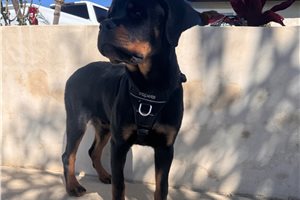 Caleb - Rottweiler for sale