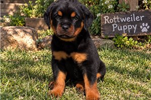 Evie - Rottweiler for sale