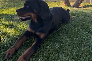 Caleb - Rottweiler for sale