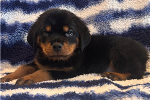 Dustin - Rottweiler for sale