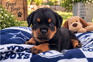Evie - Rottweiler for sale