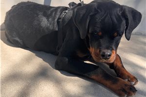 Carter - Rottweiler for sale