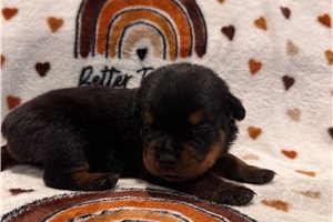 Erin - Rottweiler for sale