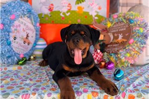 Dante - puppy for sale