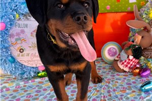 Dante - Rottweiler for sale