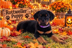 Evie - Rottweiler for sale