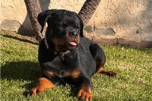 Austin - puppy for sale