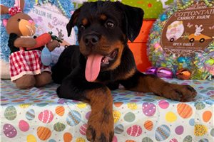 Derek - Rottweiler for sale