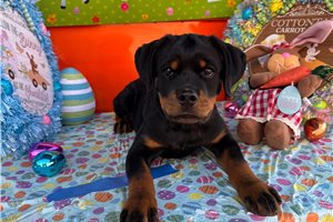 Dawn - Rottweiler for sale