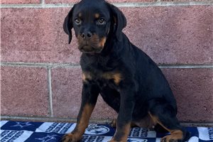 Alice - puppy for sale