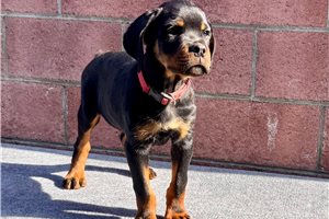 Cooper - puppy for sale