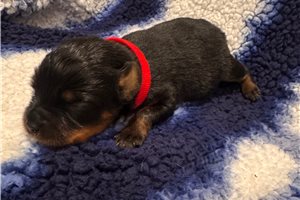 Elora - Rottweiler for sale