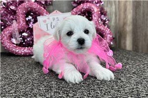 Puck - puppy for sale