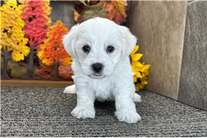 Victor - Bichon Frise for sale
