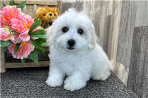 Porter - Bichon Frise for sale
