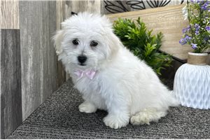 Petey - puppy for sale