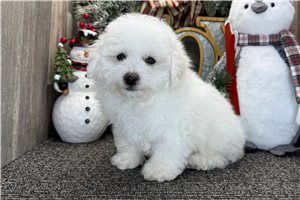 Olin - puppy for sale