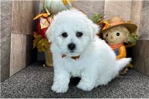 Vermont - Bichon Frise for sale