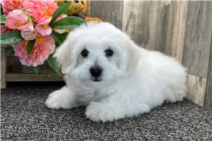 Petey - Bichon Frise for sale