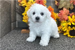 Vermont - Bichon Frise for sale