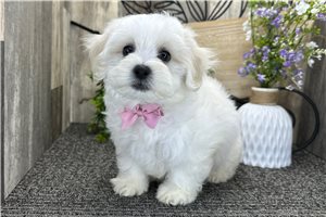 Porter - puppy for sale