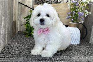 Pascal - Bichon Frise for sale