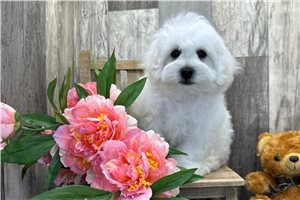Pascal - Bichon Frise for sale