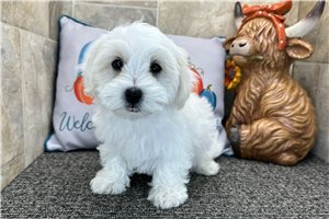 Victor - Bichon Frise for sale