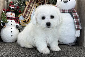 Oliver - Bichon Frise for sale