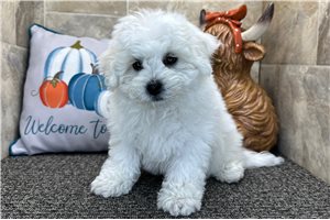 Vermont - Bichon Frise for sale